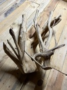 Korzeń bukowy duży do akwarium 