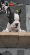 BULDOGI FRANCUSKIE