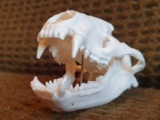 Weterynaria- naturalna czaszka borsuka (Nie czaszka lisa!)