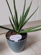 sansevieria francisi
