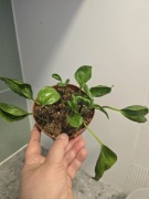 Nadwyżki parapetowe, epipremnum shangri la, godzilla, nr 2