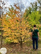Cercidiphyllum japonicum, Grujecznik japoński, 175-300cm, wielopniowy
