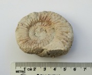 Amonit skamieniałość - Jura 