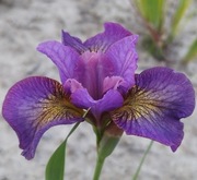 Irys syberyjski 'Gone Plummin' Iris sibirica