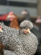 Świeże wiejskie jajka