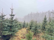 Choinki Świerk Srebrny