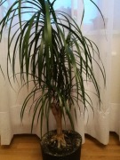 Dracena