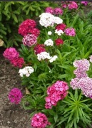 Goździk brodaty pełen 