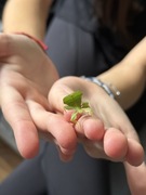 Liścieć jesienny Phyllium philippinicum