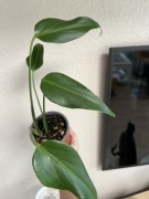 Monstera Burle Marx Flame - dół po cięciu , don. 10 cm , wys.27 cm