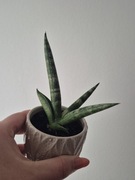 Sansevieria cylindryczna