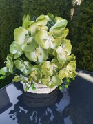 Kompozycja storczyk,orchidea 