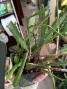 epiphyllum Red Tip-cała doniczka kilka sadzonek