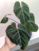 Philodendron gloriosum - przepiękna roślina o aksamitnych liściach