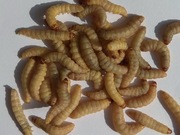 Mol (mole) woskowe (barciak wiekszy) - 125 sztuk