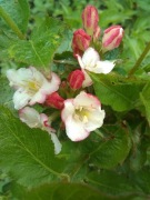 Krzewuszka cudowna, sztobry, 10szt.