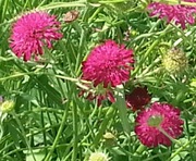 Świerzbnica macedońska Knautia macedonica 20 dużych nasion