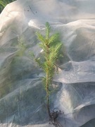 Swierk srebrny kaibab 