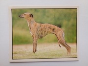 Naklejki do albumu PANINI Panda - NASI ULUBIEŃCY Pets # 38 dumny pies