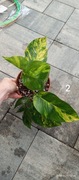 Epipremnum Cintho Goldfinger 