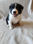 Border collie szczeniaki