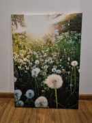 Obraz za płótnie DMUCHAWCE 70X50 