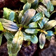 Bucephalandra sp. Silver Aurora, forma emersyjna 3-6 cm