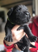 Labrador czarne ZKwP (FCI) szczenięta po Championie, suczki i piesek