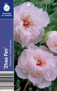 Piwonia drzewiasta Zhao fen