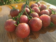 Dr FROSTED RED nasiona Pomidor Kolekcjonerski