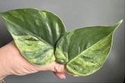 Philodendron Hederaceum Variegata - pędówka