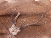 Poroże jelenia ,wieniec byka,  łoś daniel gryzak