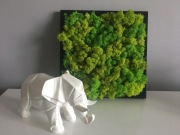 Obraz 30x45 mech chrobotek norweski Czarna ramka