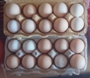 Sprzedam swojskie kurze jaja