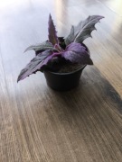 Ginura pomarańczowa (gynura aurantiaca) - roślina domowa