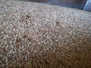 Pszenica ORKISZ EKOLOGICZNY