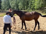 Sprzedam obornik koński kilka ton 