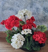 Pelargonia obciążona 