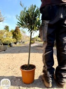 oliwka europejska na pniu 40cm, 80cm, olea europaea, 3 rozmiary