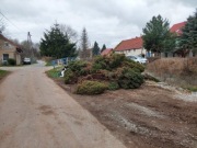 Żywotniki drewno za darmo oddam 