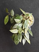 Hoya lacunosa laos - sadzonka ukorzeniona