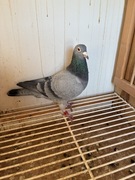 Andreas Drapa / linia Flitzer i Champ