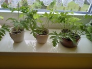 Geranium inaczej anginka 1 szt  -11zł