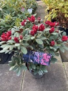 Rododendron kolekcjonerski Burletta