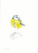 MODRASZKA autorska akwarela A4 od Yakku