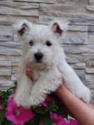 West Highland White Terrier Piesek