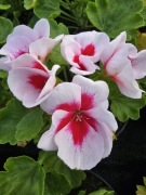 Pelargonia zonale- stojąca , White Splash 