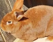 Królik Nowozelandzki