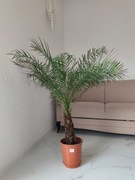 Palma Daktylowiec Roebeleni