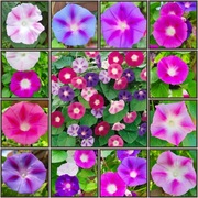 WILEC PURPUROWY duże kwiaty, pnącze-mix kolor 